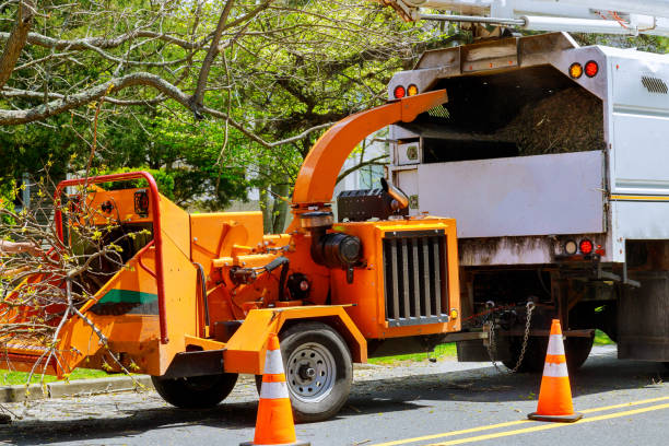 The Steps Involved in Our Tree Care Process in Centralia, WA